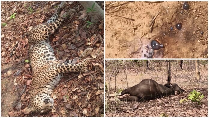 img-20250421-wa00063602270509866847720 (1)